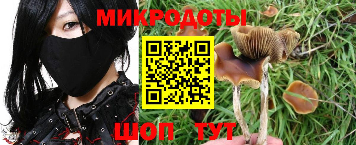 Псилоцибиновые грибы Psilocybine cubensis Астрахань
